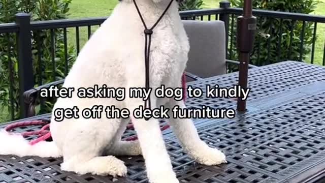 after asking my dog to kindly get off the deck furniture