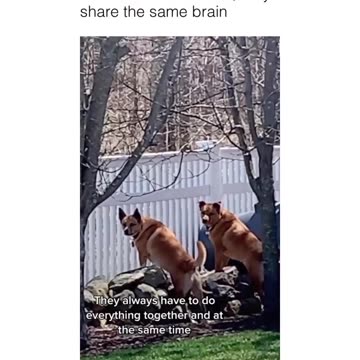 two dogs one woof two peas in a pod