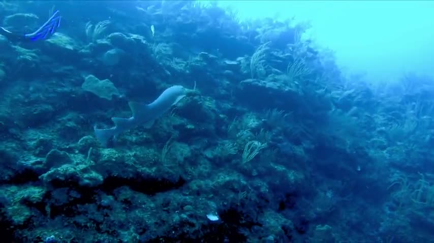 Scuba diver is amused when shark scares his brother