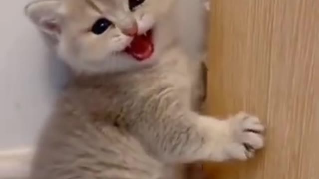 Cute Kitten Wants More Food Funny Cat Video