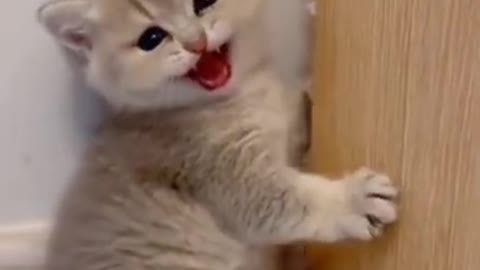 Cute Kitten Wants More Food Funny Cat Video