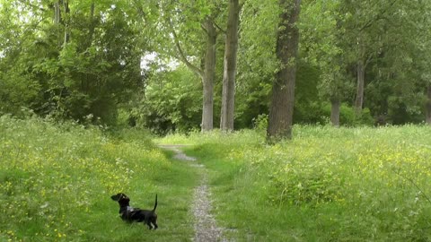 Loitering in the green woods