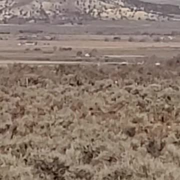 Can you spot the dear