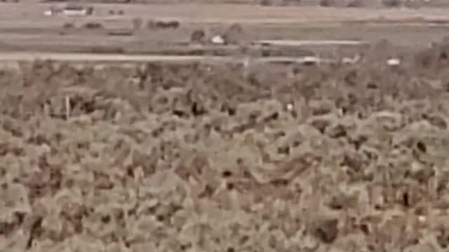 Can you spot the dear