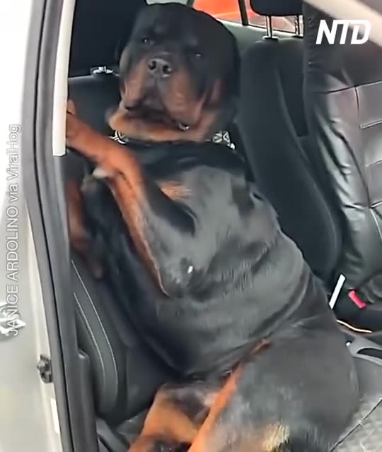 Anti-Loosh Video Number 222. LOOSH is real and bad. Explained below and watch the video