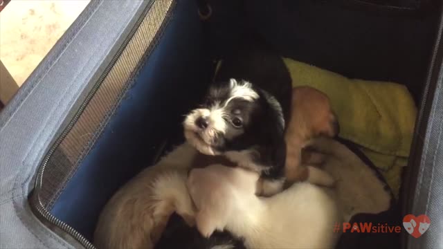 5-week-old puppy steps on siblings and practices howling