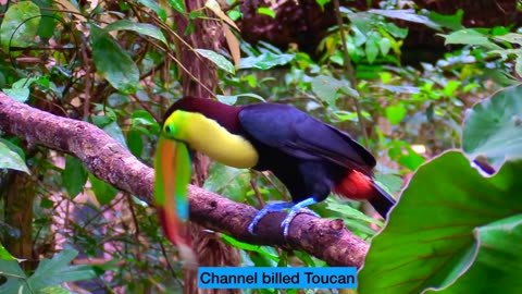 Most Colorful Birds In The World in 4K - Stunning Nature - Birds Sounds - Learn Names of Birds