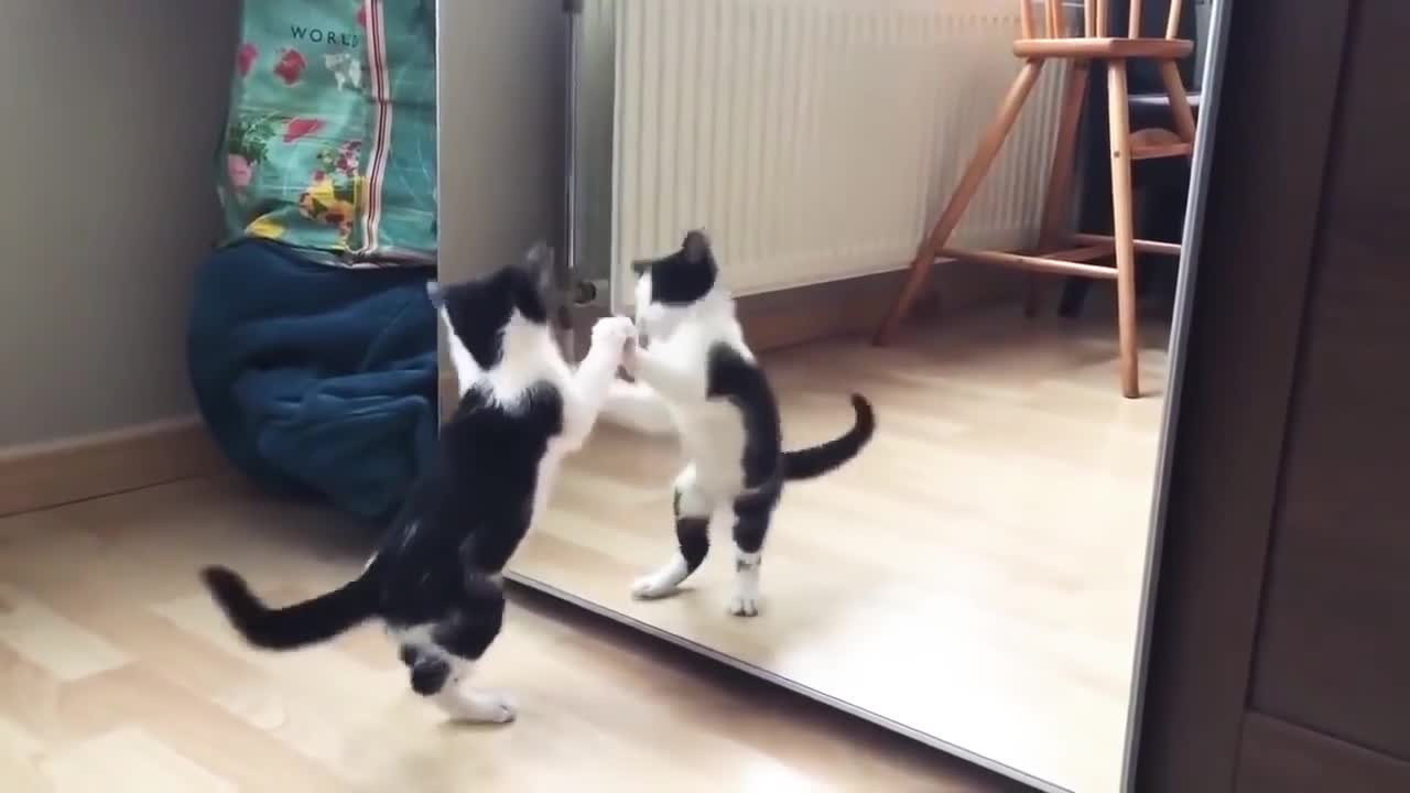 Funny Cat and mirror video, beautiful cat , amazing cat, viral channel