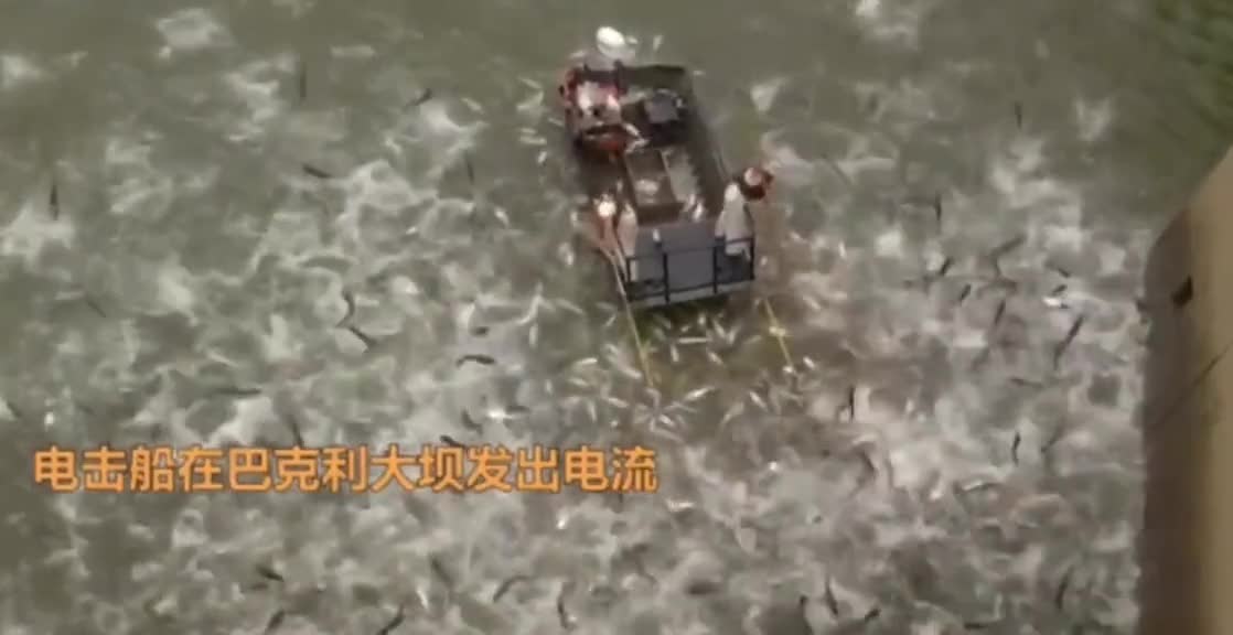 Spectacular scene! Asian carp are flooding in America.