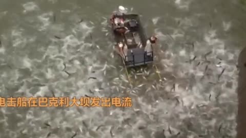 Spectacular scene! Asian carp are flooding in America.