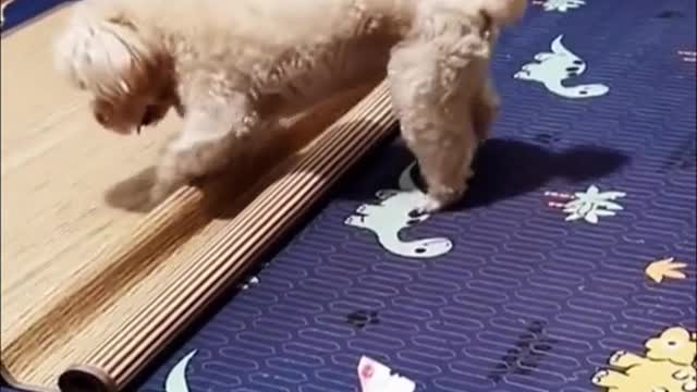 Funny Cute Dog Videos