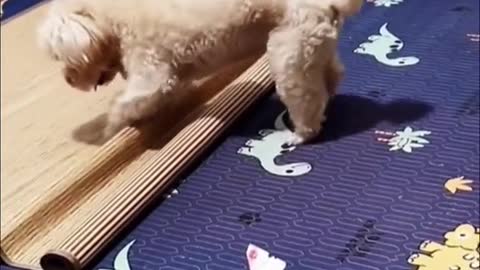 Funny Cute Dog Videos