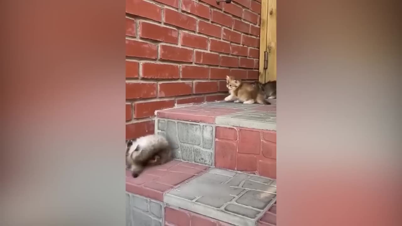 Funny Animal Videos😂 - Funniest Cats And Dogs Video 😺😍