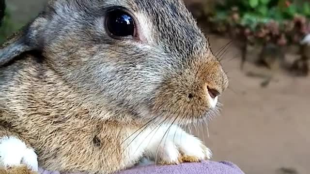 🥕🐰💖Adorable Rabbit💖🐰🥕