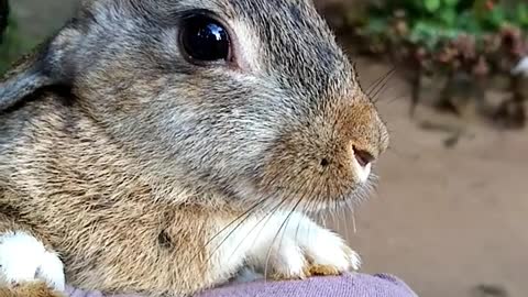 🥕🐰💖Adorable Rabbit💖🐰🥕