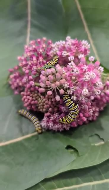 Monarch Butterfly Caterpillars Get a Special Treat
