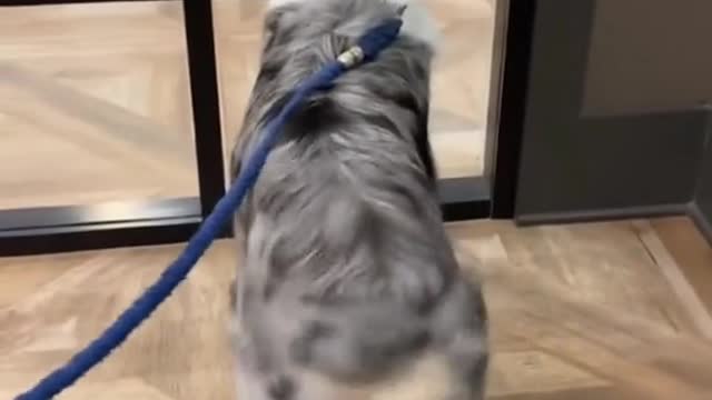 Butt dance.😹😹😹#dogsoftiktok #funnyvideo #cutedog #fypシ