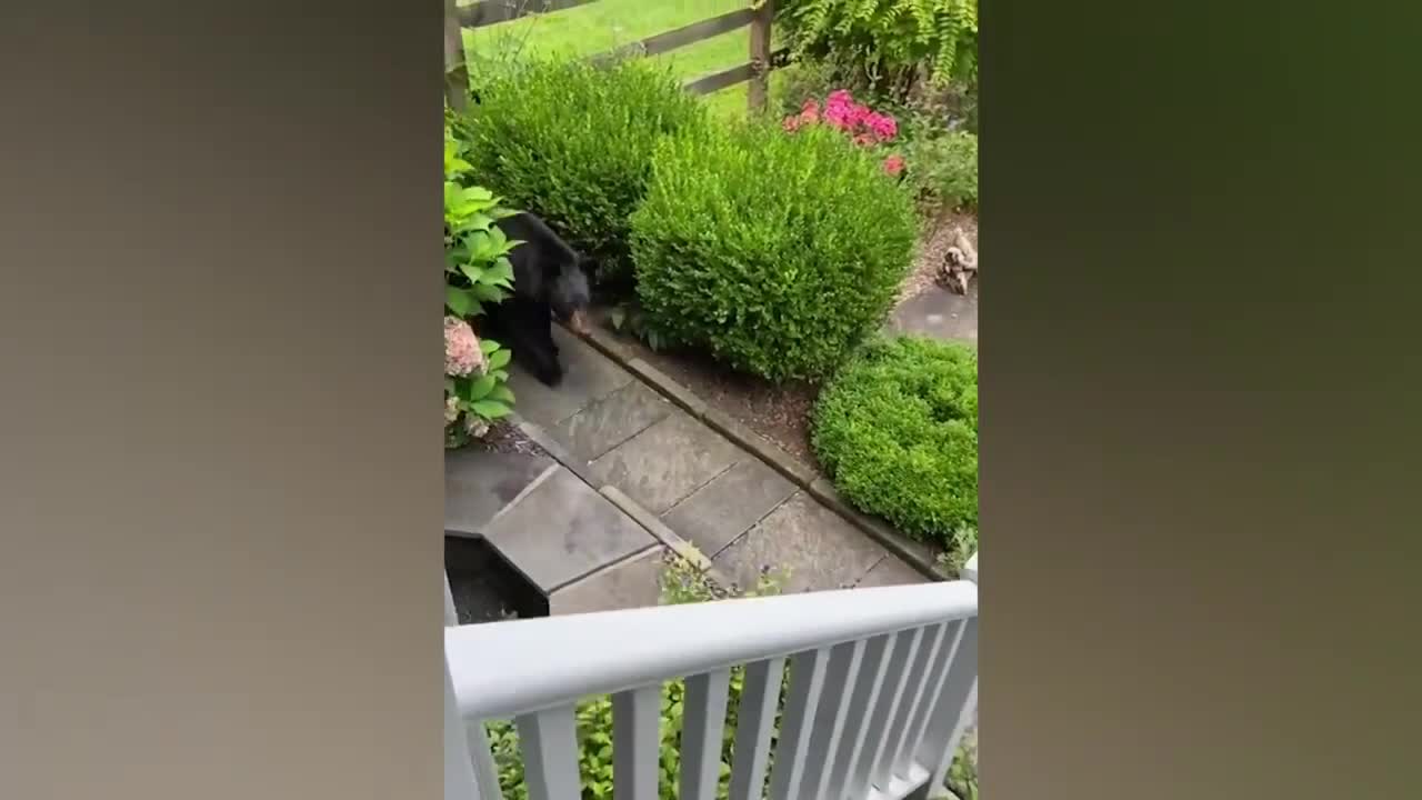 Funniest Animals Video 2022 | Funny Cats Compilation | Funny Animal Videos