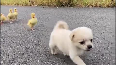 Video Dog
