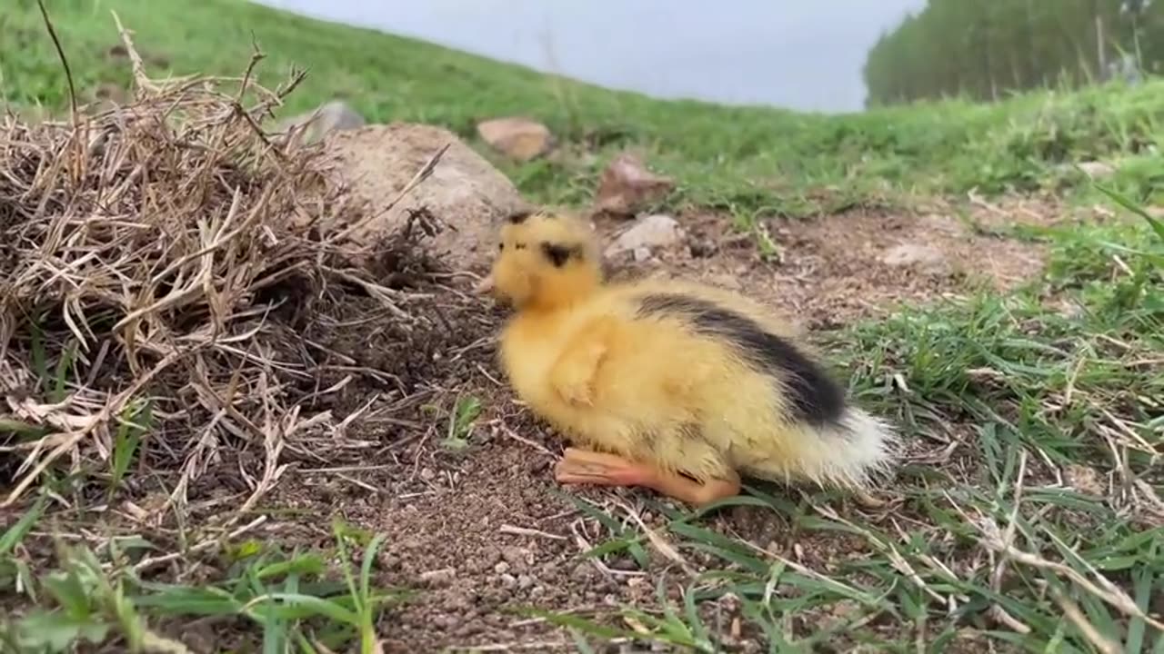 Cats and Ducks