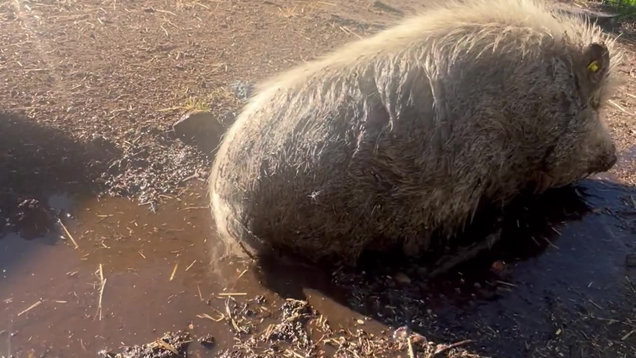 Pig Takes a Mud Bath