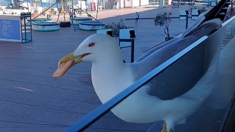 جمال طائر النورس