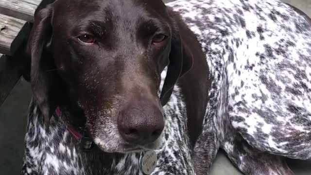 Bingo is not having it today Mom