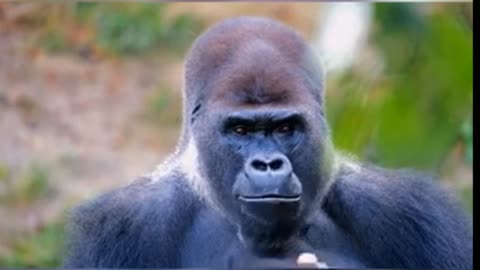 Gorilla style