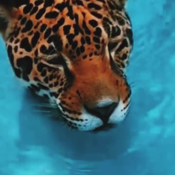 Tiger swimming pool #minivlog #viral #video