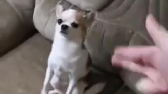 Dog funny video 😂😂🤣