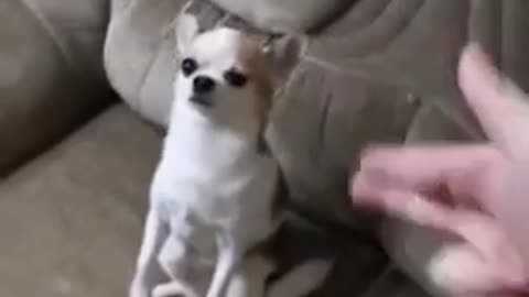Dog funny video 😂😂🤣