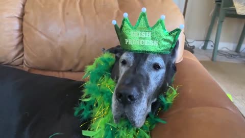 Cat & Great Dane model St. Patrick's Day costumes