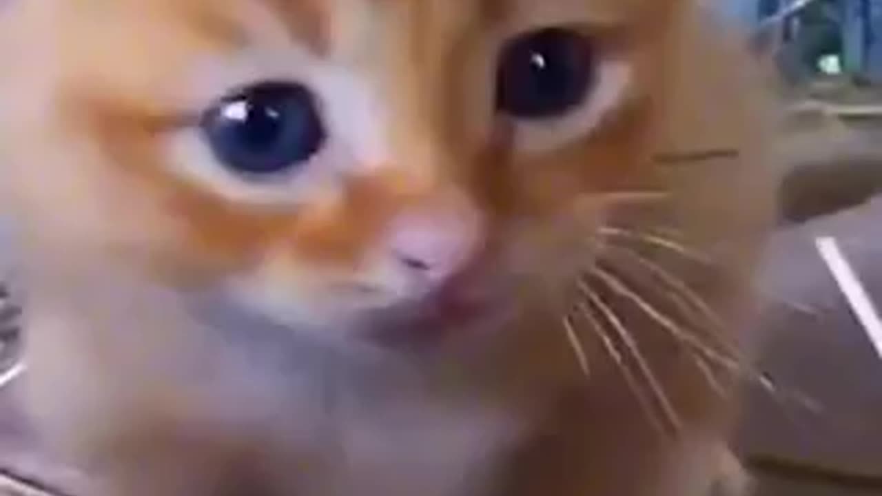 Cute cat 🐈 trending video