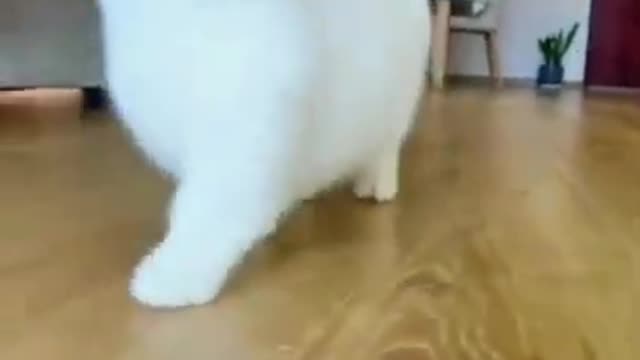 Can you see this cat walks differently from other cats ! _ Cat Training