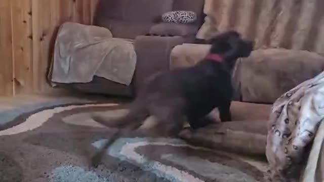 Pooch Goes Paws Up Over Couch