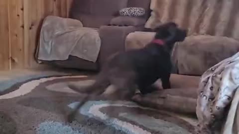 Pooch Goes Paws Up Over Couch