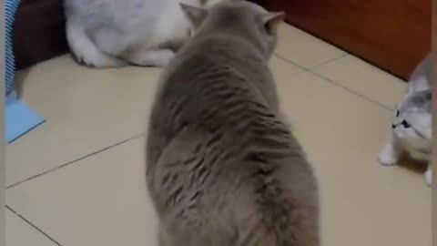 Funny cat 🐈🐈 reaction 😜😜 wait until end 🔚