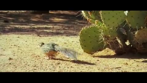 Animal attack on one another