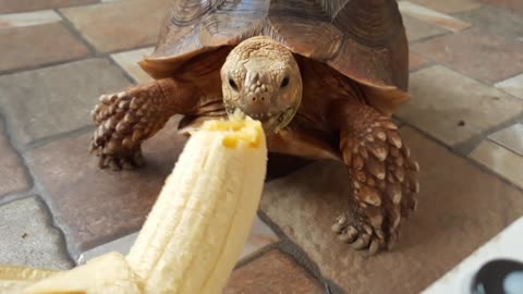 Sulcata Tortoise Eating Banana (Sulaiman) - Hand Feeding-10