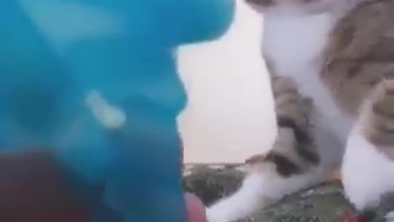 Cat funny 🤣🤣😆😆😍🐈