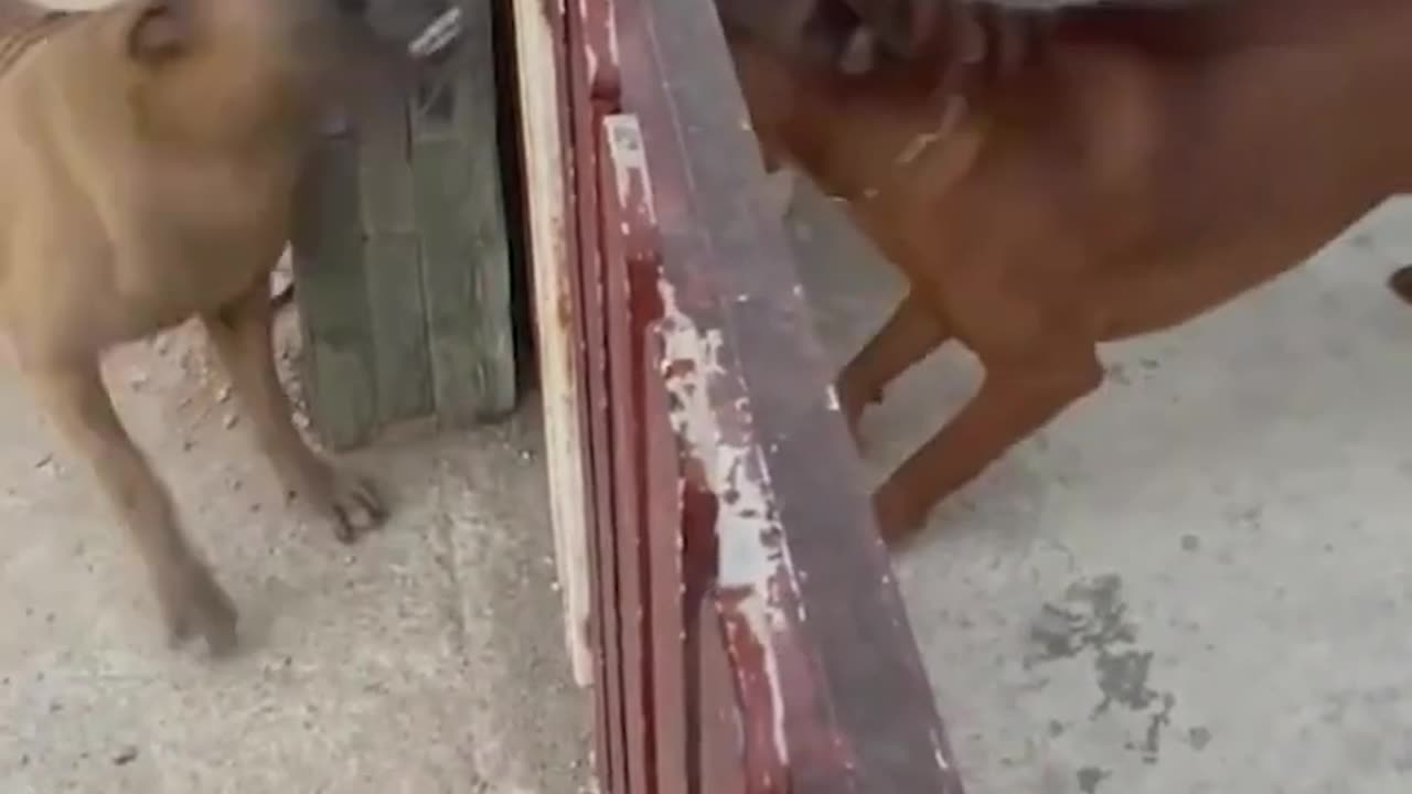 --Heart Touching Funny Animals-- Video ------ _HD