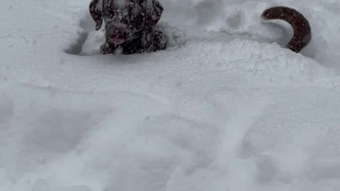 Dog Tries to Play Fetch in a Blizzard