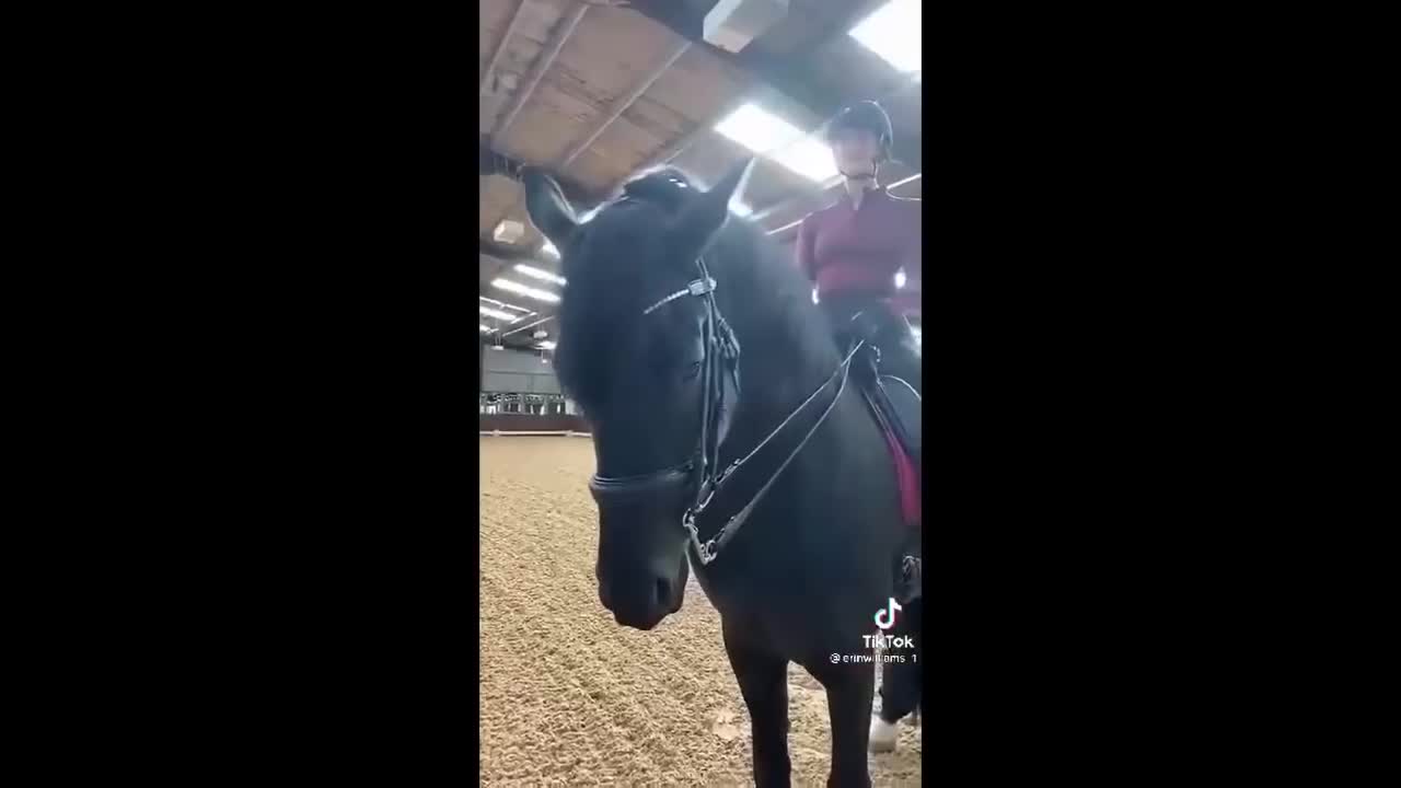 Horse TikToks That Went Viral! #1