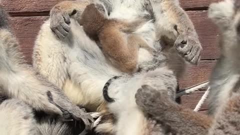 The raccoon
