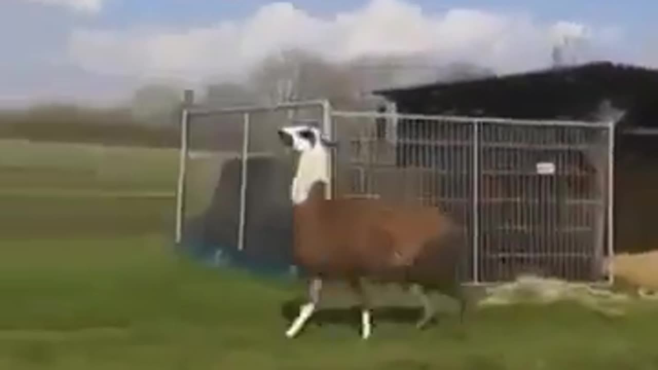 The Fascinating World of Llamas: Discovering the Wonders of These Unique Animals"