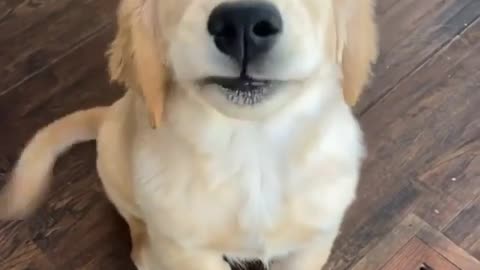 Just the cutest golden to make your day! 😍🐶