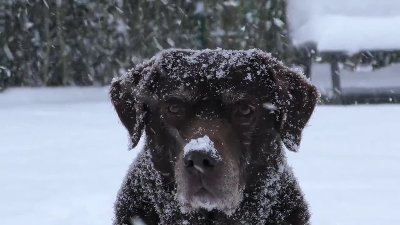 ry Not To Laugh 😂 Video Of Strange Reactions Of Dogs And Cats