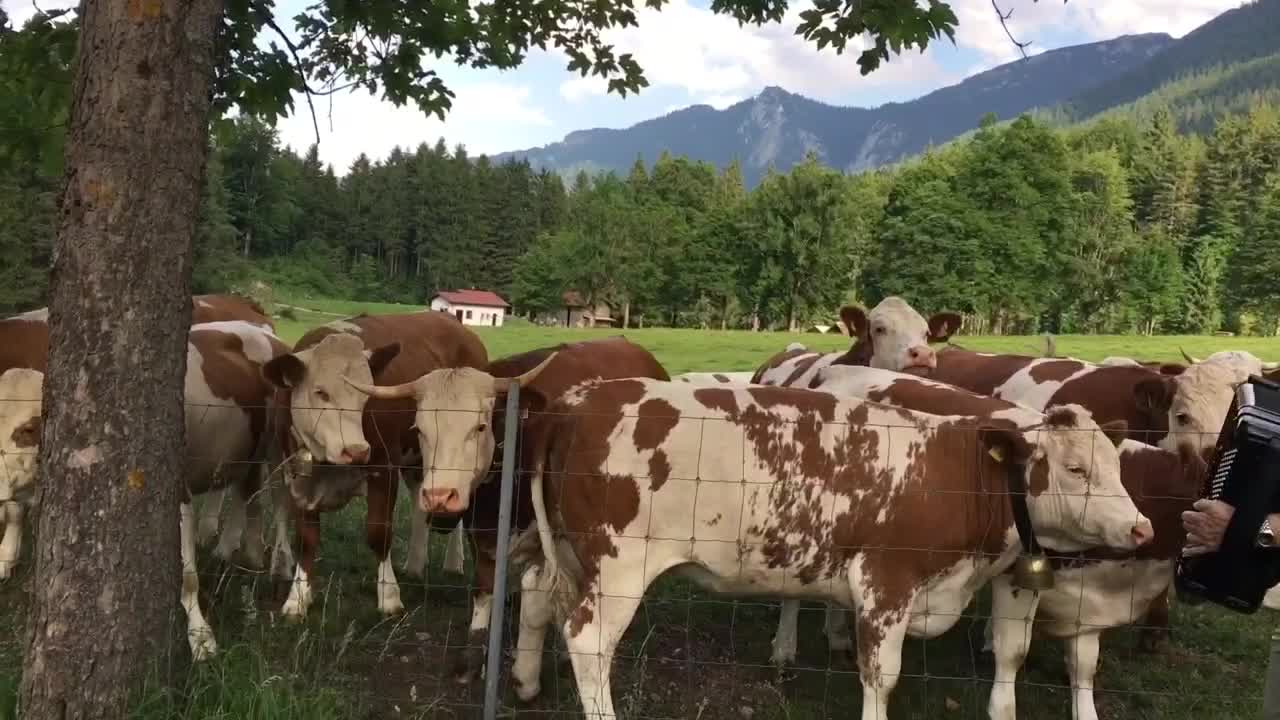 Cows Listen To Accordion Music, Happily Jingling Their Bells