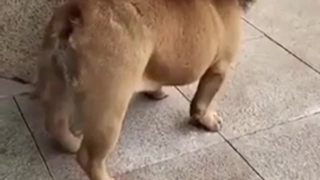 Dog funny video