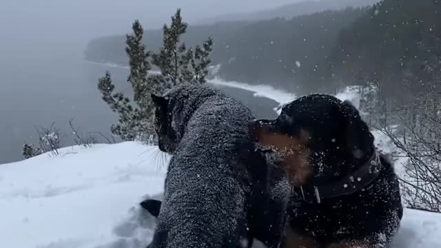 Dog and cat playing in snow